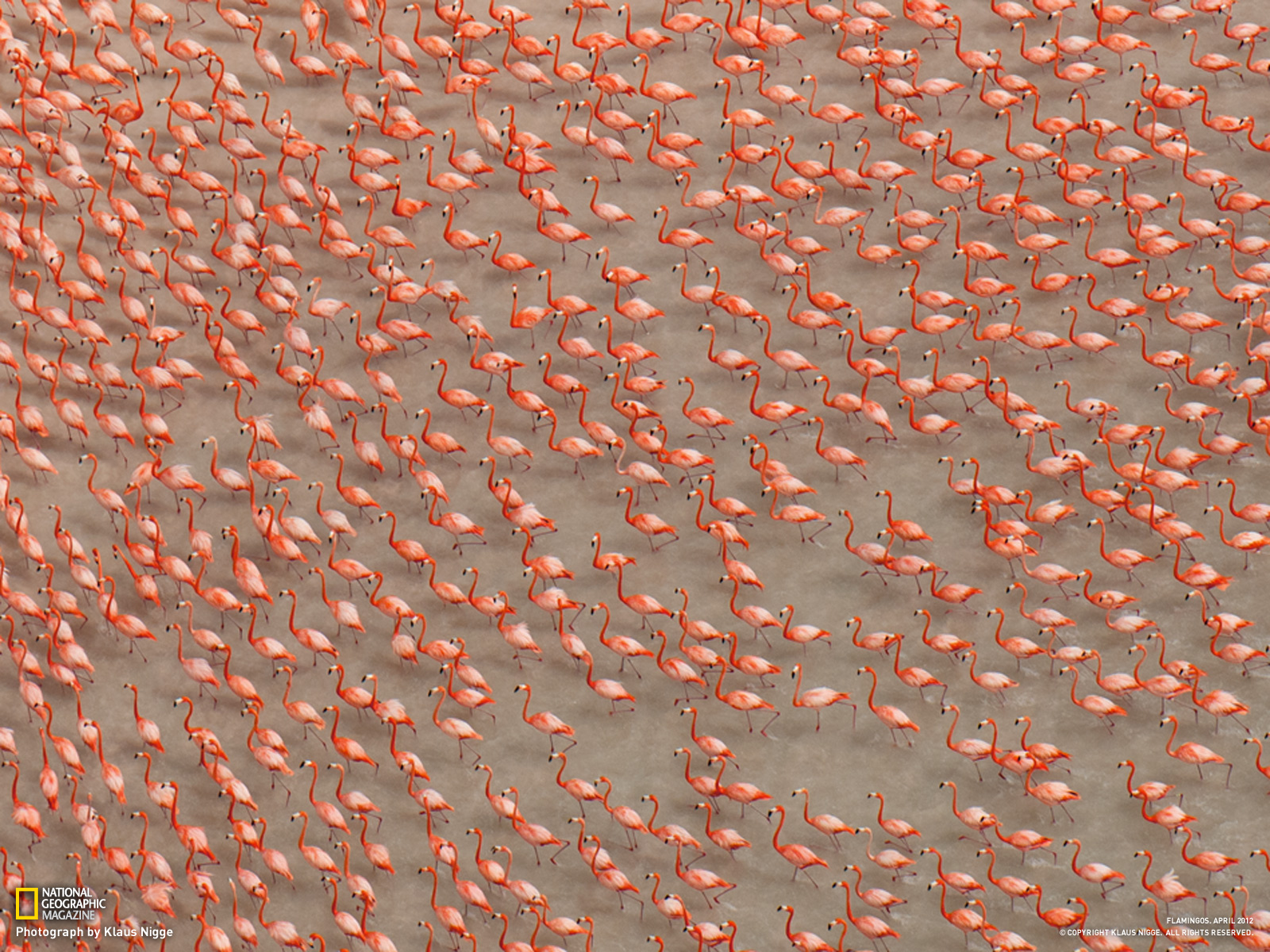 Zombie Flamingos with Spoek Mathambo