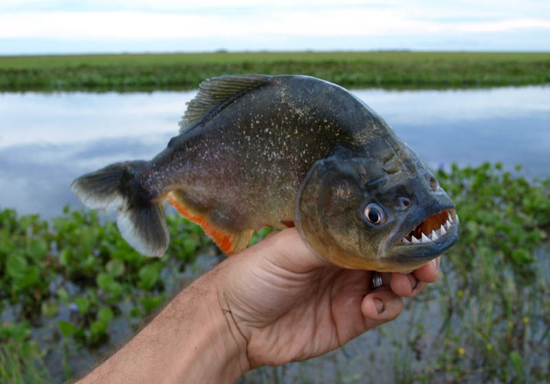 Live  Pirañas! As Scary as It Sounds...